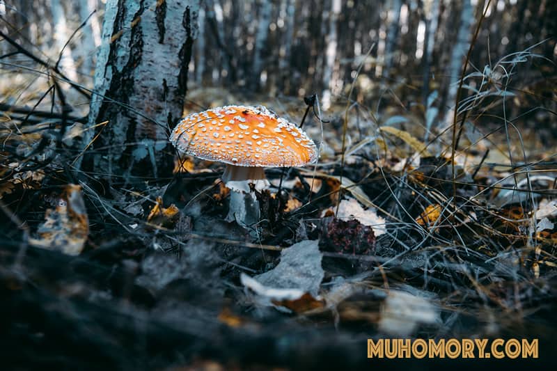 Мухоморы конец августа 2020 г. Сбор. - 9