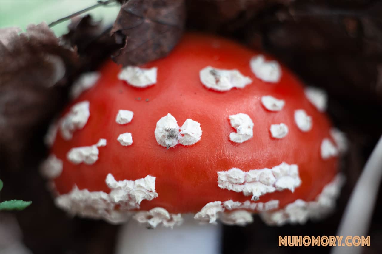 Мухоморы середина июля 2019 г. - 1