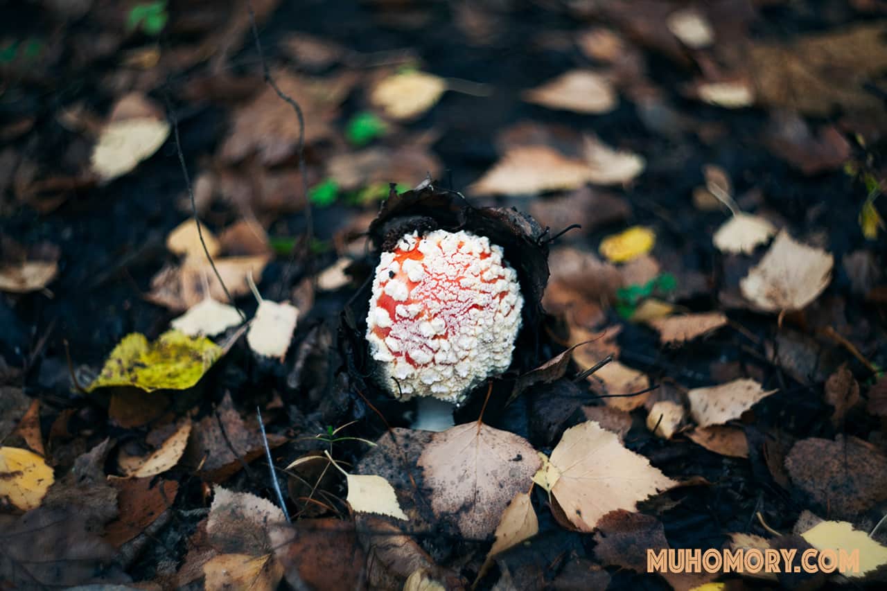 Мухоморы начало октября 2019 г. Сбор. - 7