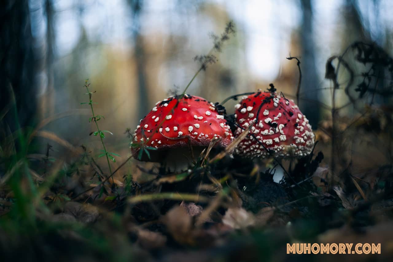 Мухоморы начало октября 2019 г. Сбор. - 4