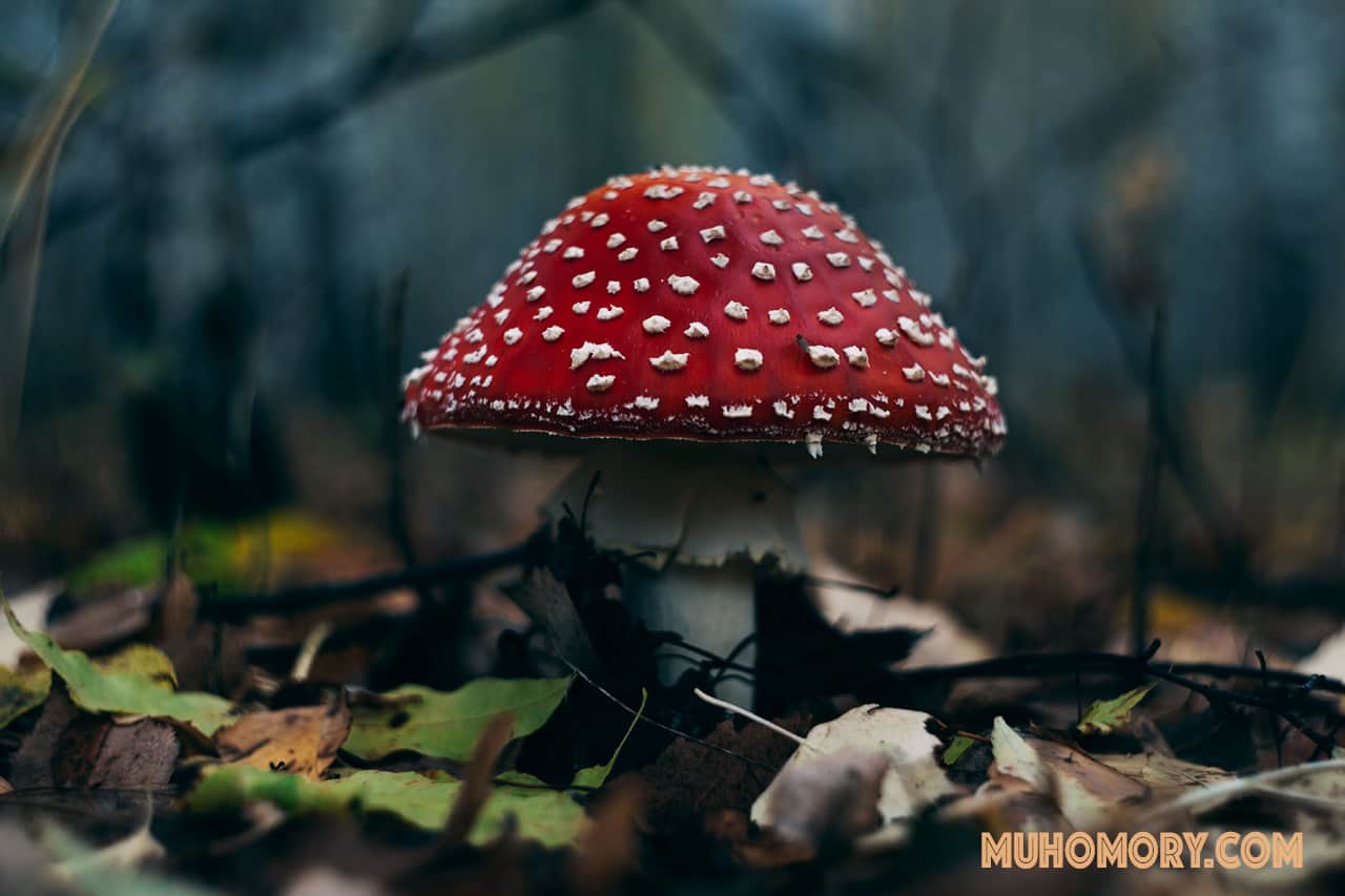 Мухоморы начало октября 2019 г. Сбор. - 8