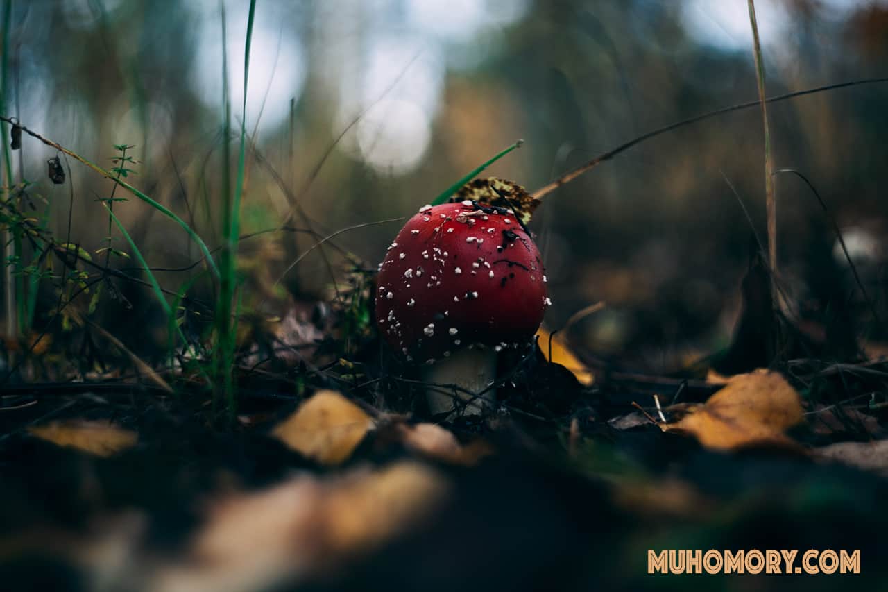 Мухоморы начало октября 2019 г. Сбор. - 3