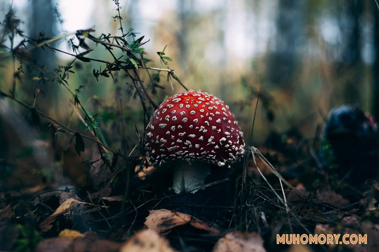 Мухоморы начало октября 2019 г. Сбор. - 1
