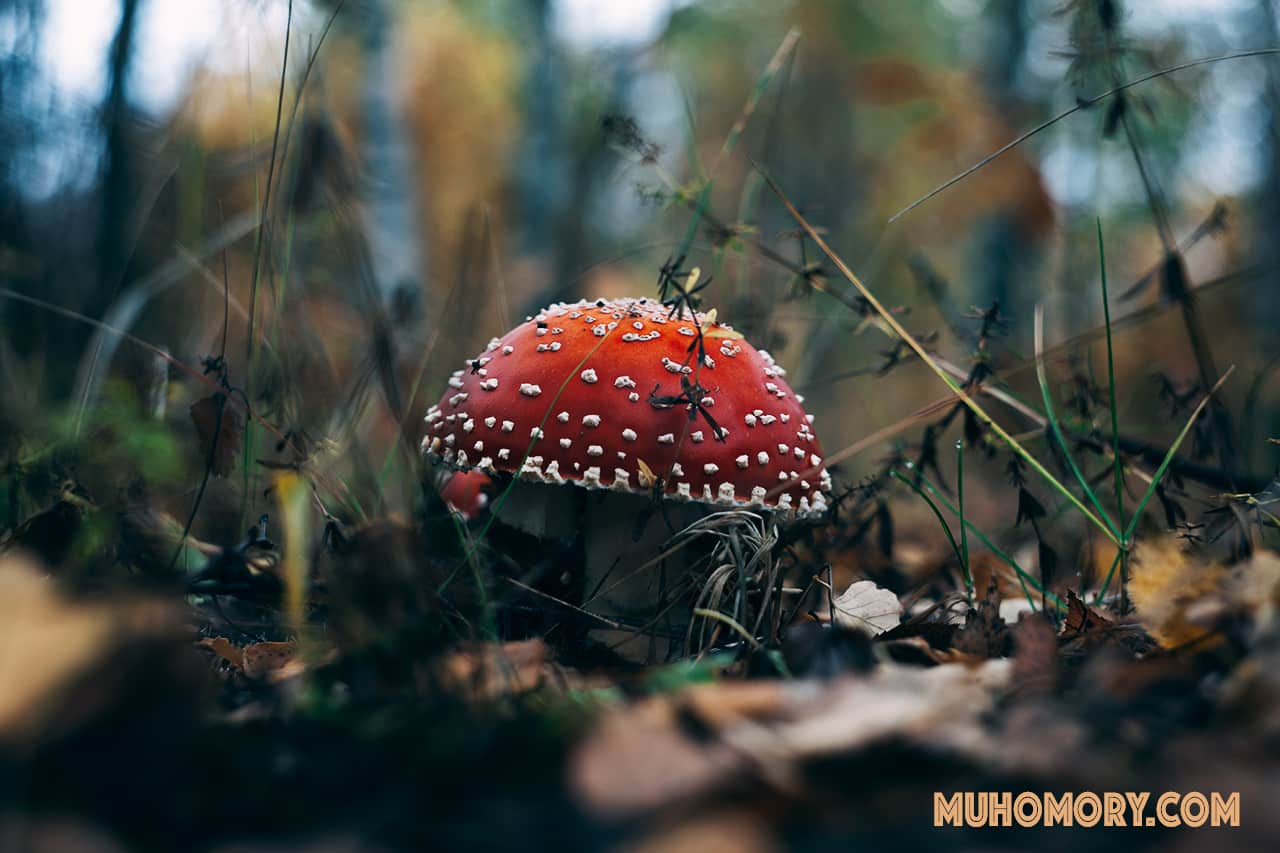 Мухоморы начало октября 2019 г. Сбор. - 5