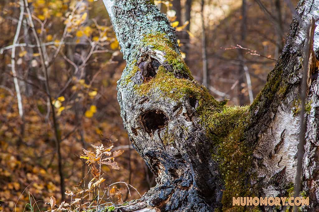 Места в которых осуществлялся сбор мухомора красного. - 5