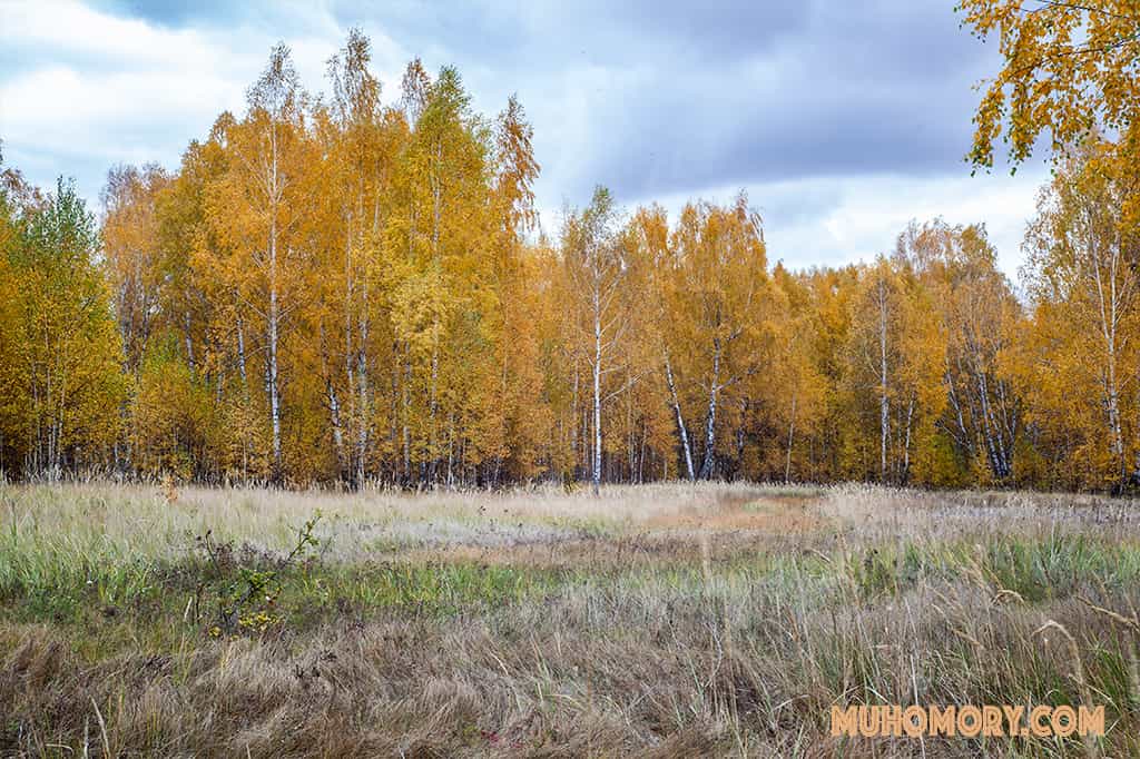 Места в которых осуществлялся сбор мухомора красного. - 2