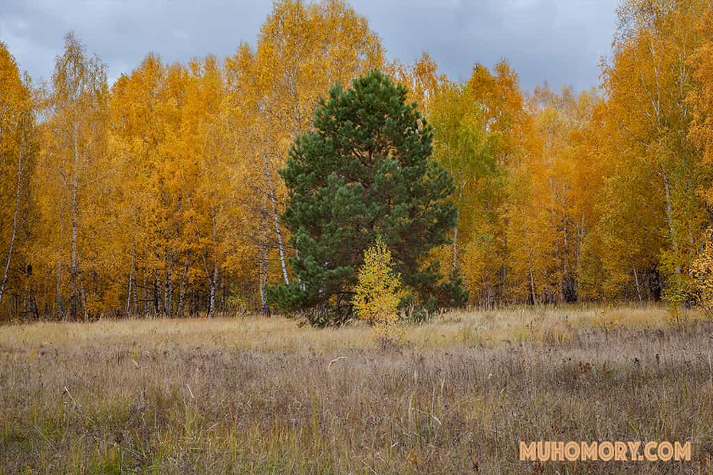 Места в которых осуществлялся сбор мухомора красного. - 4