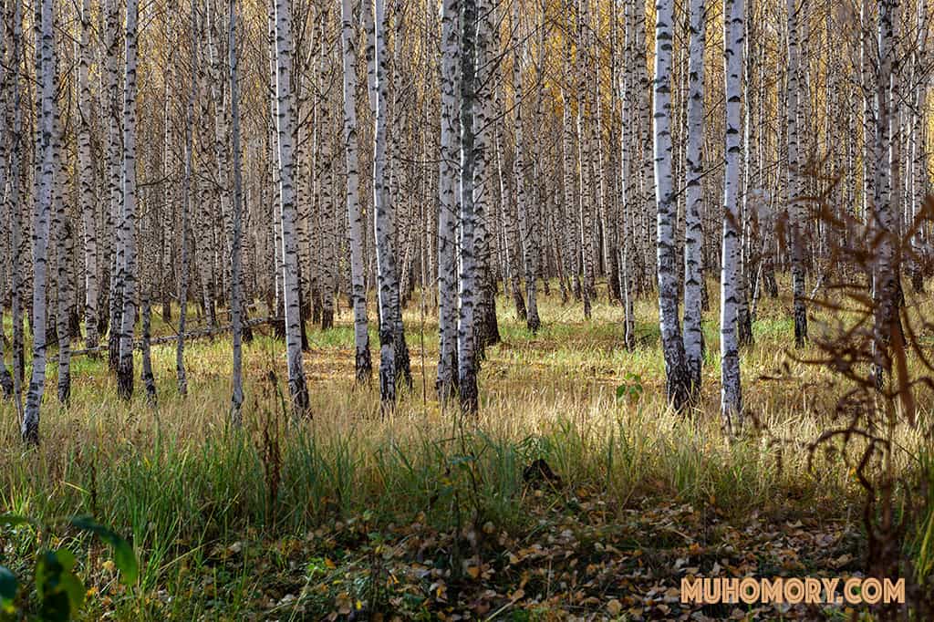 Места в которых осуществлялся сбор мухомора красного. - 8