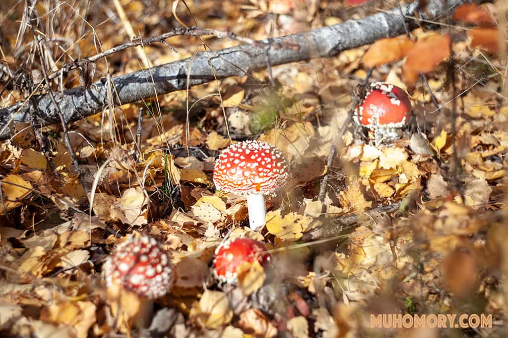 Мухоморы собранные нами в 2018 году - 4