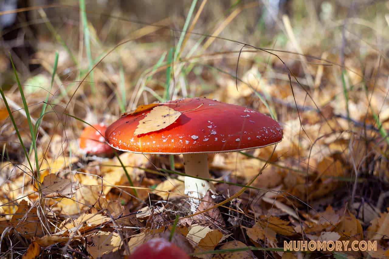 мухоморы